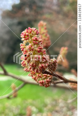 Fortunearia sinensis. A yellow-red fluffy bud or flower on a branch on a blurry background. Spring natural background early spring. 118619917