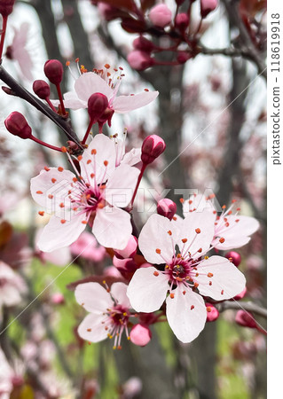 Pink plum blossoms are in bloom in the plum garden. Scientific name is Prunus 118619918
