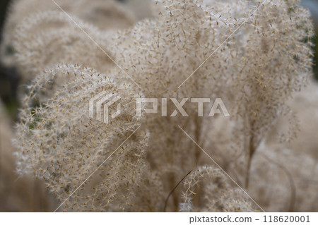 Abstract natural background of soft plants Cortaderia selloana. Pampas grass on a blurry bokeh, 118620001