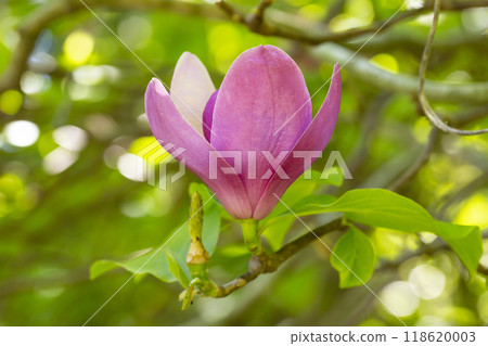 Pink magnolia flowers in blue sky background. Chinese Magnolia pink blossom with tulip-shaped flowers in spring Pink magnolia flowers in blue sky background. Chinese Magnolia pink blossom with tulip-shaped flowers in spring 118620003
