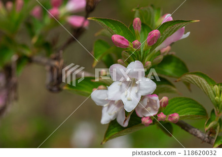 Beautiful pink flowers Weigela florida. Flowers of weigela florida. Blooming garden in spring garden in day. 118620032