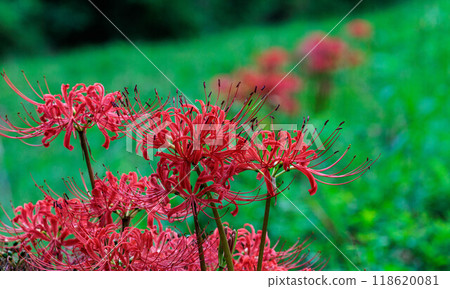 Cluster amaryllis blooming in autumn field Cluster amaryllis blooming in autumn field 118620081