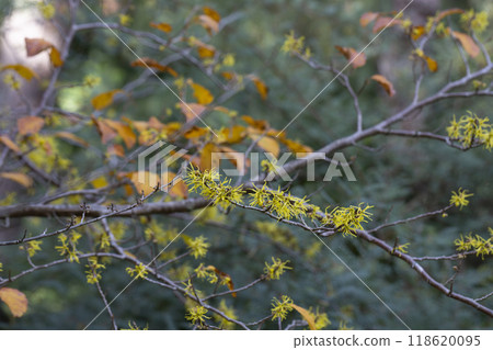 Hamamelis virginiana. Hazel Witch shrub, small yellow flowers on a branch with autumn yellow leaves selective focus 118620095