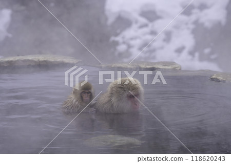 Hot Springs and Monkeys Hot Springs and Monkeys 118620243