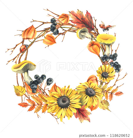 Autumn berries physalis, chokeberry, rowan leaves, maple, birch, russula mushrooms, rudbeckia flowers, tree branches and ladybugs. Watercolor illustrations. Round frame wreath isolated from background 118620652