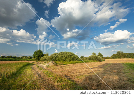 Mowed grass by the rural road and white clouds in the blue sky 118620801