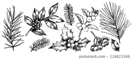 set of Christmas plants, spruce branches, pine trees, holly. vector illustration in sketch style. vintage set of Christmas plants, spruce branches, pine trees, holly. vector illustration in sketch style. vintage 118621269