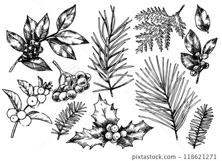 set of Christmas plants, spruce branches, pine trees, holly. vector illustration in sketch style. vintage set of Christmas plants, spruce branches, pine trees, holly. vector illustration in sketch style. vintage 118621271