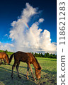 Rainbow, foal and Cape Toi 118621283