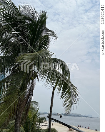 beach lined with palm trees beach lined with palm trees 118621413