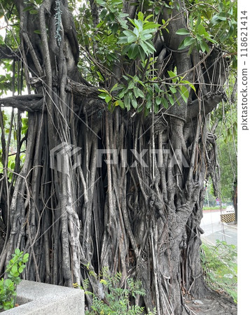 A tree with beautiful aerial roots A tree with beautiful aerial roots 118621414