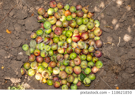 Compost pit of rotten and worm-eaten apples in a garden Compost pit of rotten and worm-eaten apples in a garden 118621850