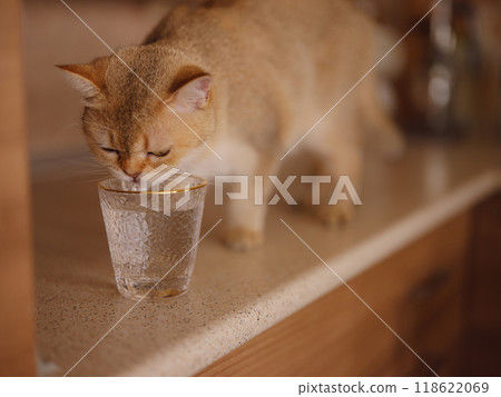 Beautiful short hair cat at home drink water from glass on kitchen table. Adorable domestic pet concept. Beautiful short hair cat at home drink water from glass on kitchen table. Adorable domestic pet concept. 118622069