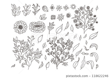 Set of leaves and flowers. Vector hand drawn doodle collection illustration isolated on white background. 118622246