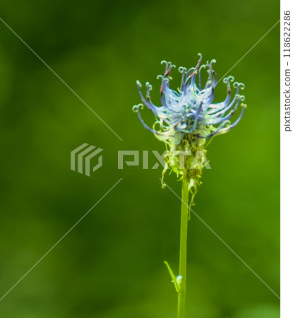 solitary flower in growth 118622286