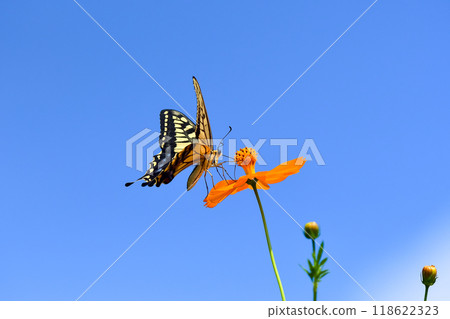 一隻鵪鶉 一隻鵪鶉 118622323