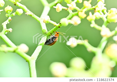 玉米根蟲 玉米根蟲 118622374