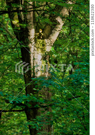 old tree with a goblin watching 118622380