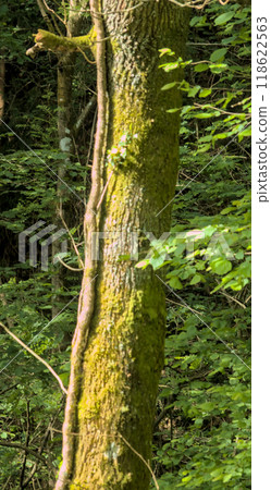 trees united in the forest trees united in the forest 118622563