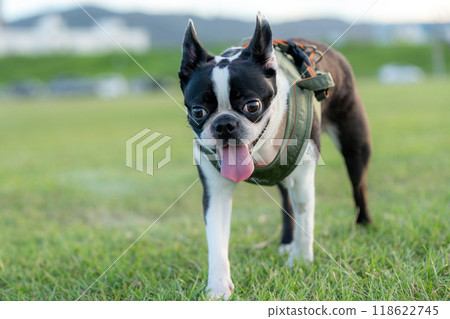 Boston Terrier Boston Terrier 118622745