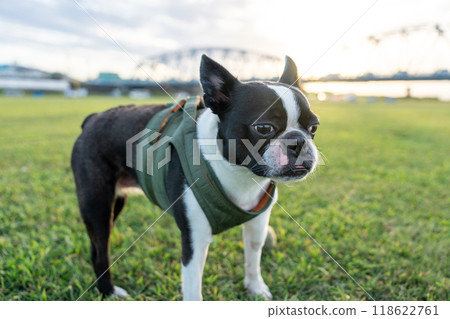 Boston Terrier 118622761