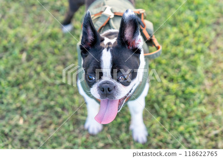 Boston Terrier Boston Terrier 118622765