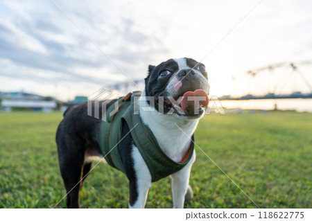 波士頓梗 118622775