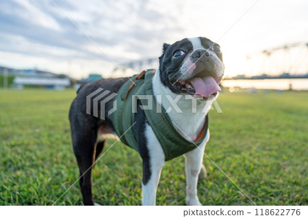 Boston Terrier Boston Terrier 118622776