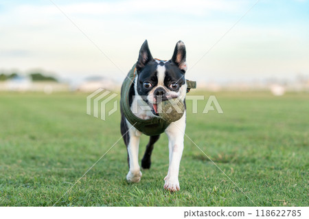 波士頓梗犬玩球 波士頓梗犬玩球 118622785