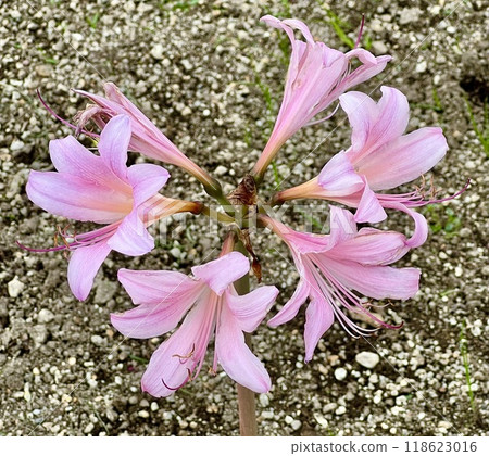 夏天的水仙花 118623016