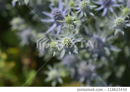 Sea Holly Blue Hobbit Sea Holly Blue Hobbit 118623430