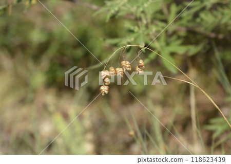 Large quaking grass 118623439