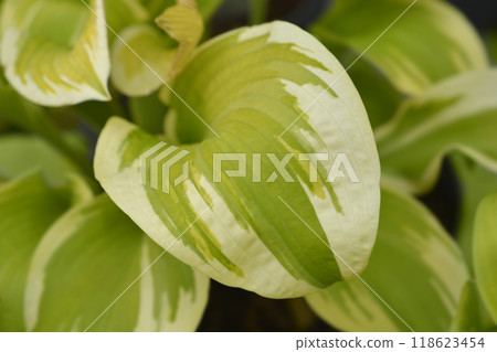 Hosta Delta Dawn 118623454