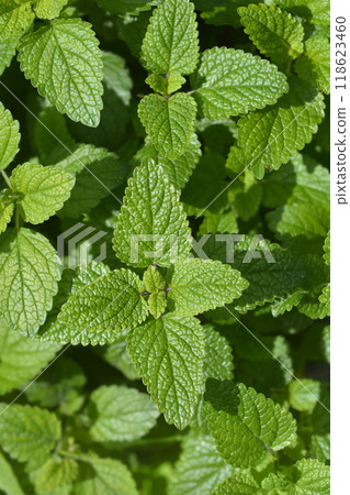 Lemon balm 118623460