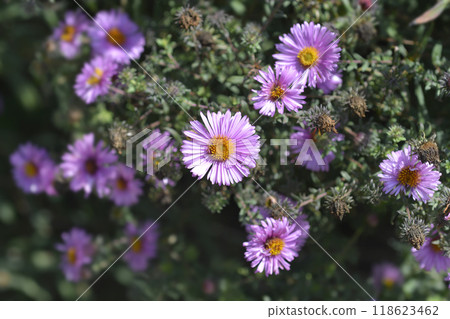 New England aster Barrs Pink New England aster Barrs Pink 118623462