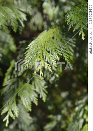 Western Red Cedar Western Red Cedar 118623492