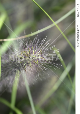 Fountain Grass Moudry 118623493