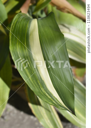 Variegated cast-iron plant 118623494