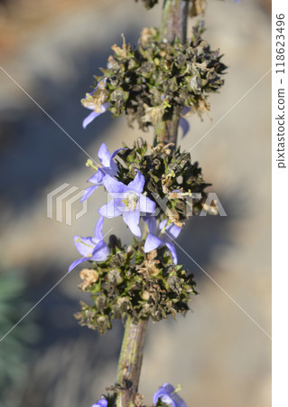 Chimney bellflower Chimney bellflower 118623496