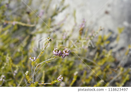 Autumn heather Autumn heather 118623497