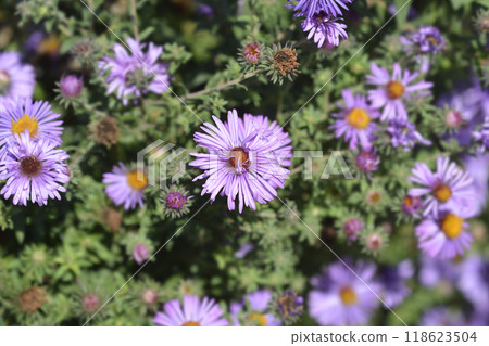 New England aster Barrs Pink New England aster Barrs Pink 118623504