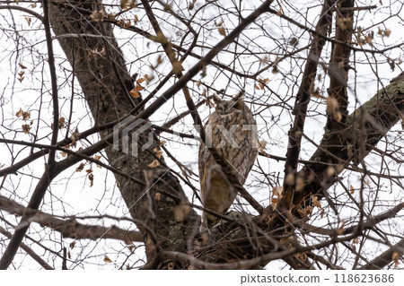 Owl hiding between tree branches Owl hiding between tree branches 118623686