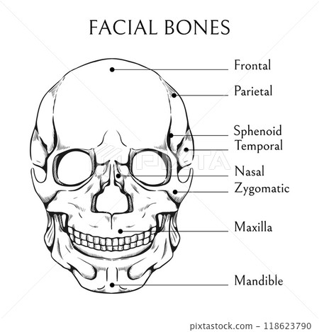 Hand drawn facial bones. Human skull sketch. Medical educational banner. Skeleton diagram. Medicine encyclopedia. Cranium skeletal structure. Inscription text. Vector anatomy poster 118623790