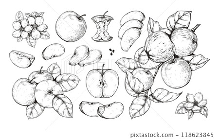 Vintage apple. Fruit food and flower blossom, old retro plant leaf sketch style drawing. Botany harvest art for encyclopedia hand drawn. Vector isolated elements and botanical composition set Vintage apple. Fruit food and flower blossom, old retro plant leaf sketch style drawing. Botany harvest art for encyclopedia hand drawn. Vector isolated elements and botanical composition set 118623845
