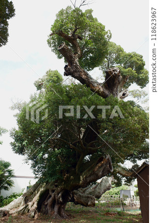 千葉縣君津市嘉淵芝 千葉縣君津市嘉淵芝 118623967