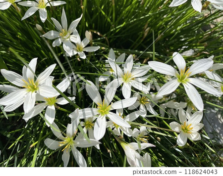 Close up of white zephyr lilies standing tall on their stems .  118624043