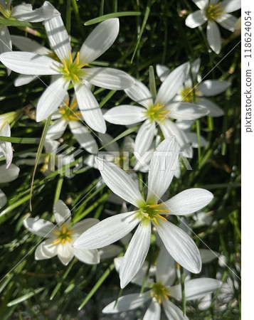 Close up of white zephyr lilies standing tall on their stems . Close up of white zephyr lilies standing tall on their stems . 118624054