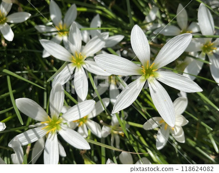 Close up of white zephyr lilies standing tall on their stems . Close up of white zephyr lilies standing tall on their stems . 118624082