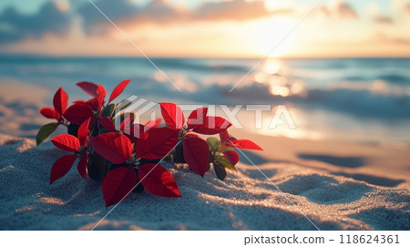 Christmas festive poinsettia plant in sand beach 118624361