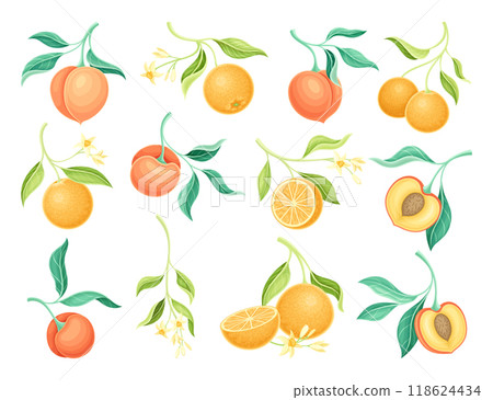 Peach and Orange Fruit Branch with Leaf and Juicy Fruit Vector Set Peach and Orange Fruit Branch with Leaf and Juicy Fruit Vector Set 118624434